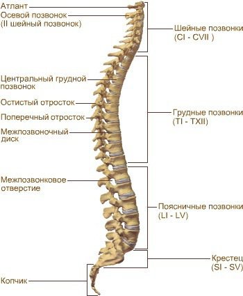 Позвоночник и его отделы