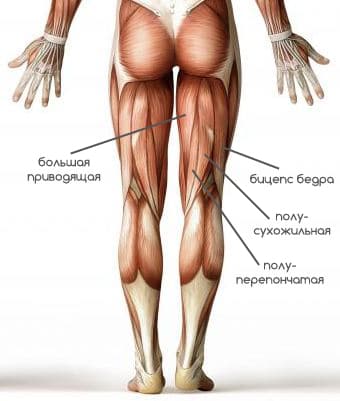 Лучшие упражнения на заднюю поверхность бедра