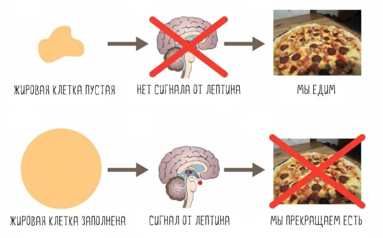 Ожирение и гормон лептин