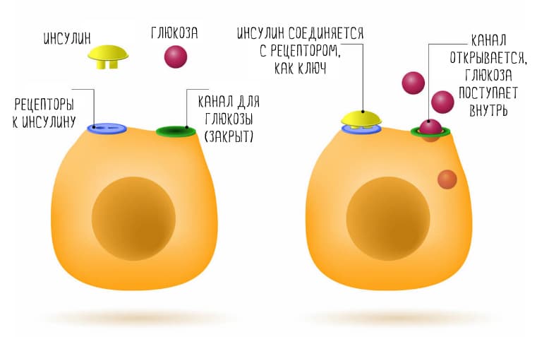 insulin