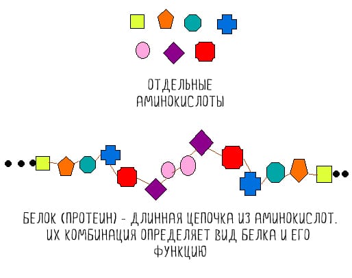 Что такое аминокислоты