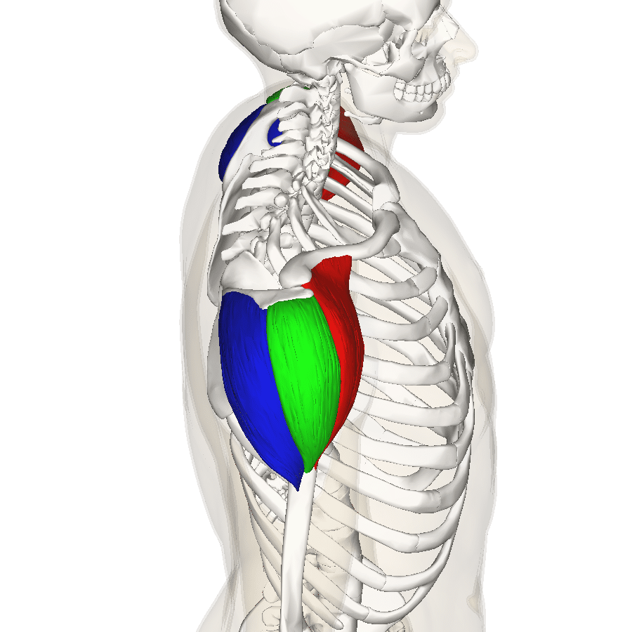 Deltoid