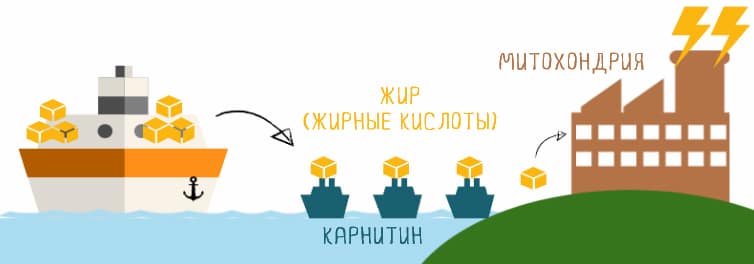 Л-карнитин