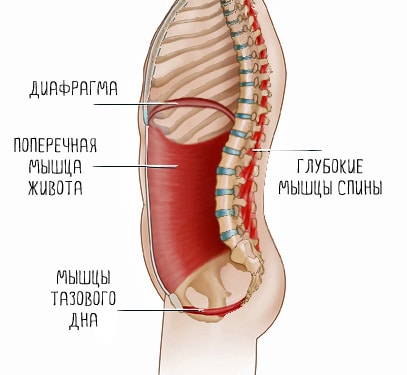 Мышцы кора